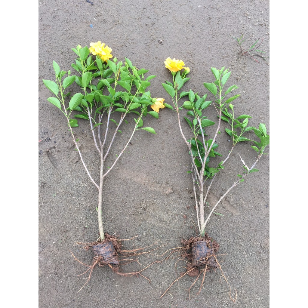 3 Cành Hoa Dâm Bụt Thái nhiều màu cánh đơn - CANH NÔNG - KVT