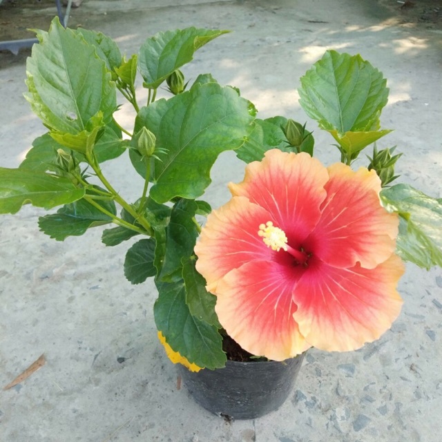3 Cành Hoa Dâm Bụt Thái nhiều màu cánh đơn - CANH NÔNG - KVT