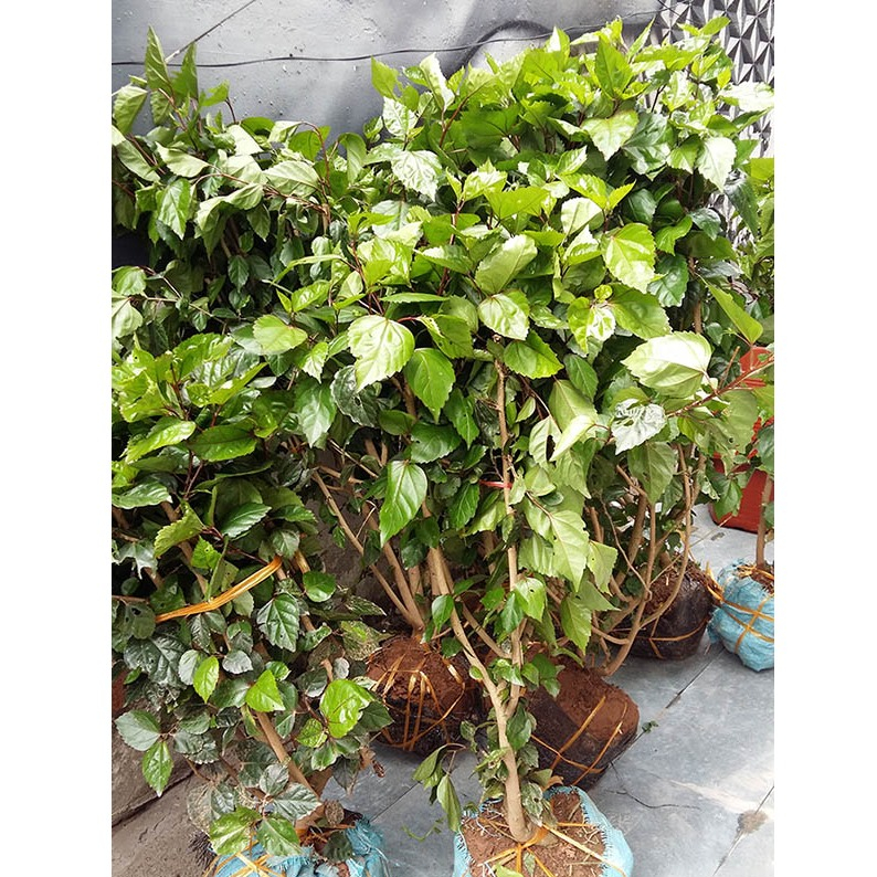 3 Cành Hoa Dâm Bụt Thái nhiều màu cánh đơn - CANH NÔNG - KVT