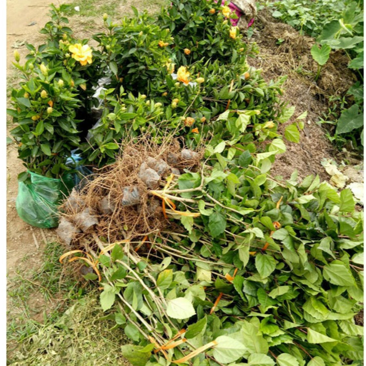3 Cành Hoa Dâm Bụt Thái nhiều màu cánh đơn - CANH NÔNG - KVT