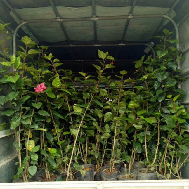 3 Cành Hoa Dâm Bụt Thái nhiều màu cánh đơn - CANH NÔNG - KVT