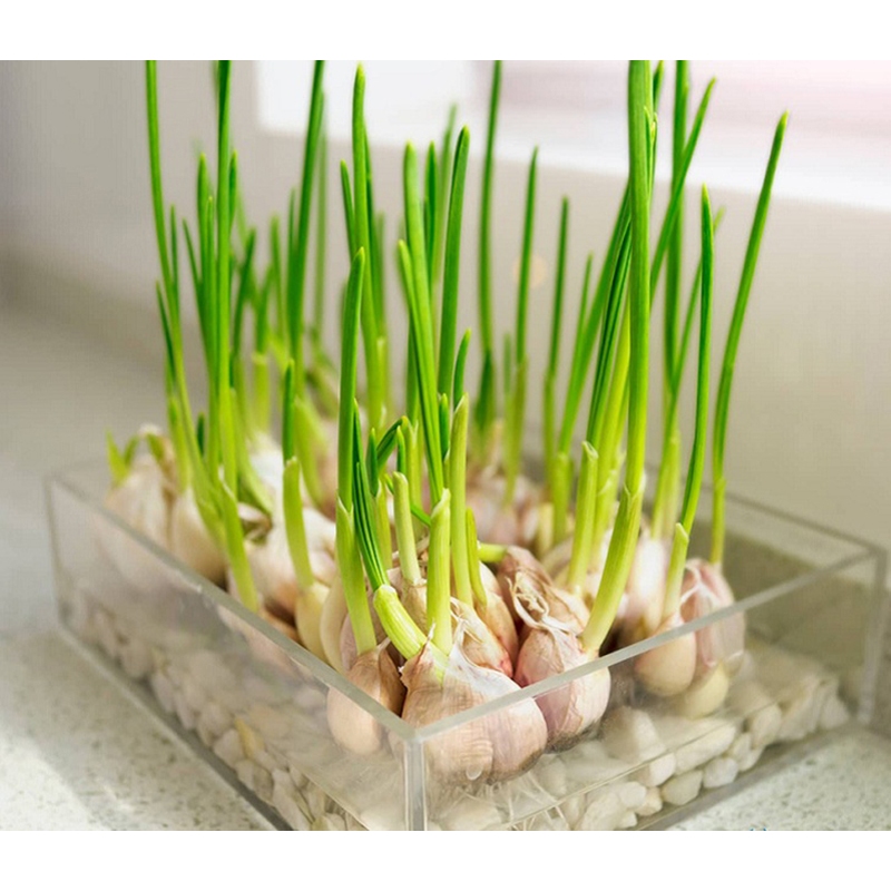 3 Cây Tỏi Ta Giống Đã Xanh Lá - Canh Nông KVT