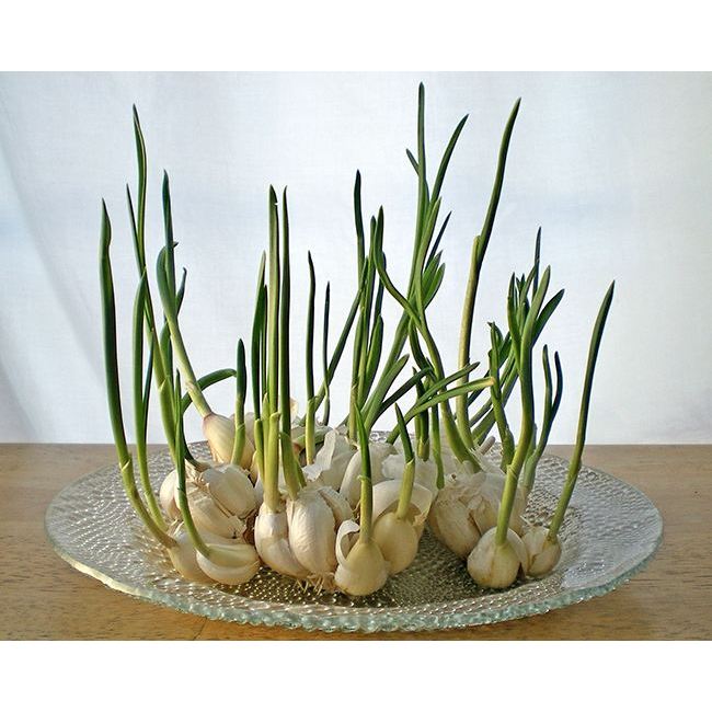 3 Cây Tỏi Ta Giống Đã Xanh Lá - Canh Nông KVT