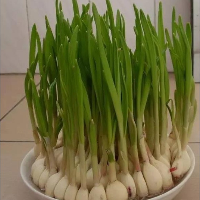 3 Cây Tỏi Ta Giống Đã Xanh Lá - Canh Nông KVT