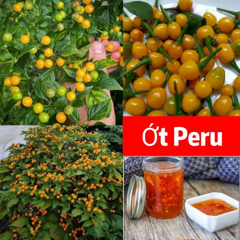 Hạt Giống Ớt Peru💥 Đắt Nhất Thế Giới, Cay Thơm Cực Ngon