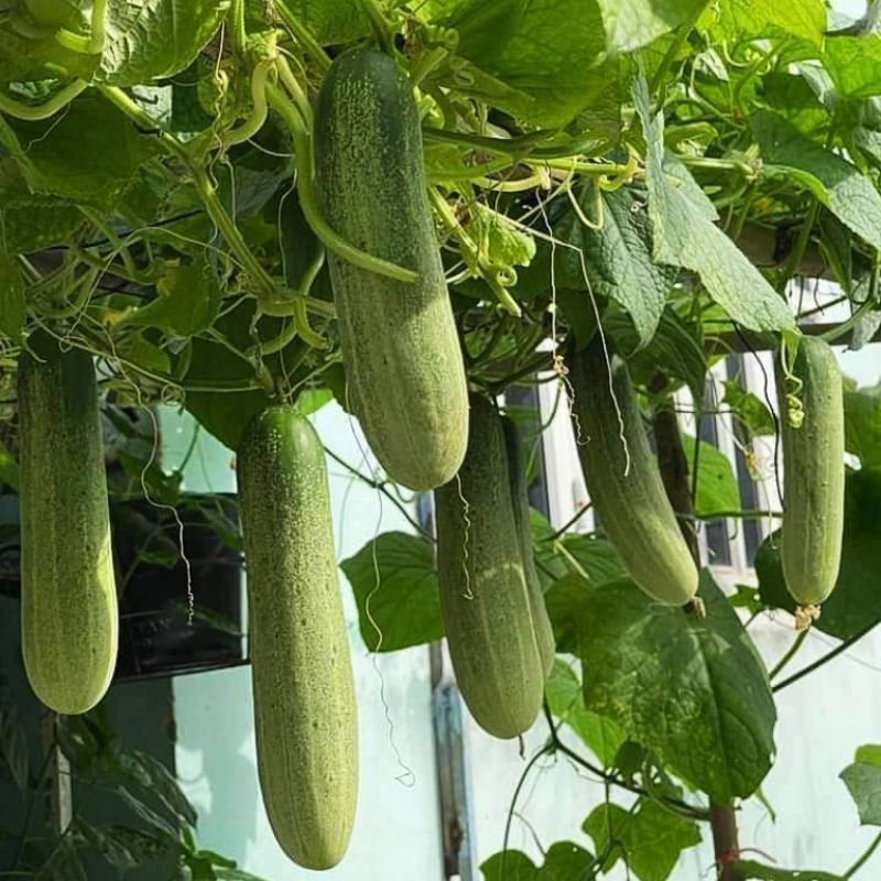 Hạt Giống Dưa Chuột 💥Siêu Trái, Dòng F1 Cực Kỳ Năng Suất