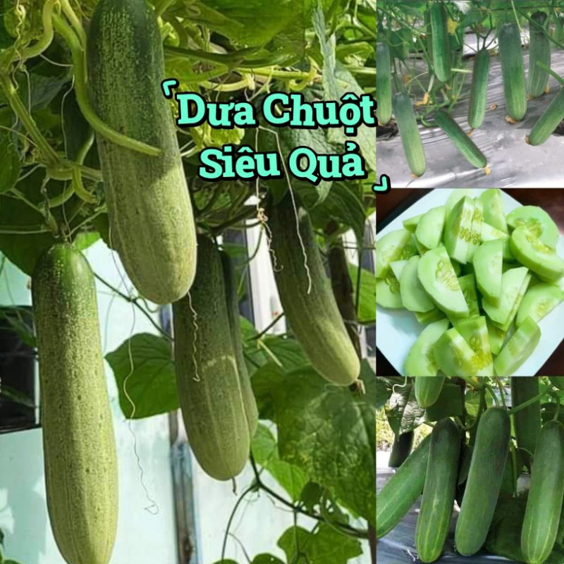 Hạt Giống Dưa Chuột 💥Siêu Trái, Dòng F1 Cực Kỳ Năng Suất
