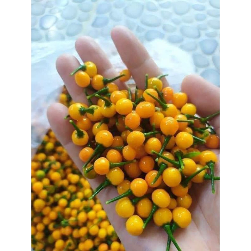 Hạt Giống Ớt Peru💥 Đắt Nhất Thế Giới, Cay Thơm Cực Ngon