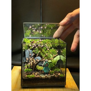 Terrarium Phong cách nhật bản " Rừng nhỏ của Mei " quà tặng sinh nhật
