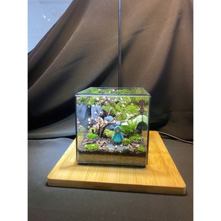 Terrarium Phong cách nhật bản " Rừng nhỏ của Mei " quà tặng sinh nhật