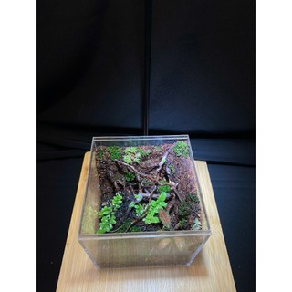 Terrarium " Rừng Tối Harry " Bể cubic 10x10x10 Thích hợp làm quà tặng ( sinh nhật, Anniversary,...)