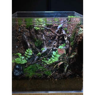 Terrarium " Rừng Tối Harry " Bể cubic 10x10x10 Thích hợp làm quà tặng ( sinh nhật, Anniversary,...)