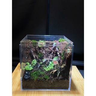 Terrarium " Rừng Tối Harry " Bể cubic 10x10x10 Thích hợp làm quà tặng ( sinh nhật, Anniversary,...)
