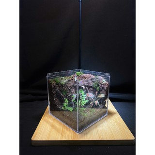 Terrarium " Rừng Tối Harry " Bể cubic 10x10x10 Thích hợp làm quà tặng ( sinh nhật, Anniversary,...)