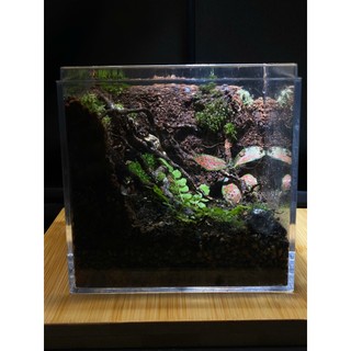 Terrarium " Rừng Tối Harry " Bể cubic 10x10x10 Thích hợp làm quà tặng ( sinh nhật, Anniversary,...)