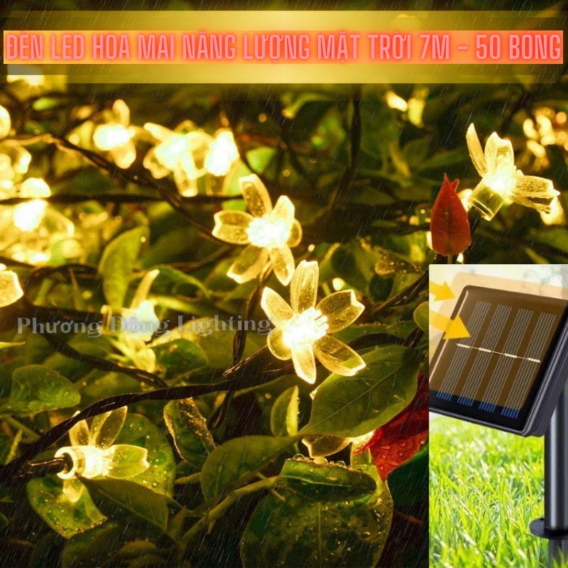 Dây đèn LED Hoa mai Năng lượng mặt trời 7m - 50 bóng Tiền điện không đồng Trang trí siêu đẹp