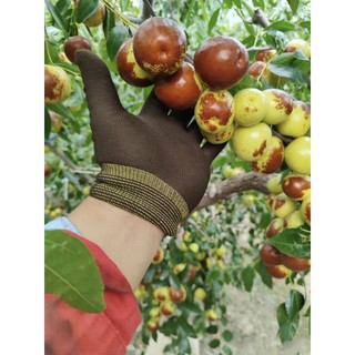 ( JENNY FRUIT ) Hộp Táo tàu phiên bản quà tặng cứng trái giòn ngọt lun hộp 1kg