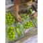 Nho xanh hộp 450gr bán rẻ chạy chương tương tác