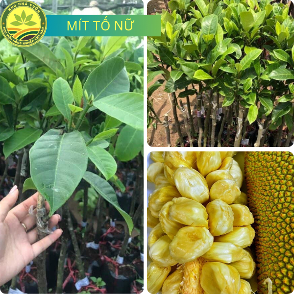 Cây Giống Mít Tố Nữ, Nữ Hoàng Của Các Loại Mít, Siêu Thơm, Ngon Năng ...