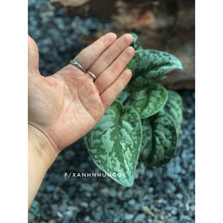Chậu trang trí Trầu Bà Lụa - Scindapsus Exotica - Trang trí ban công, decor nhà, bàn làm việc - |Vườn Như Ngọc|