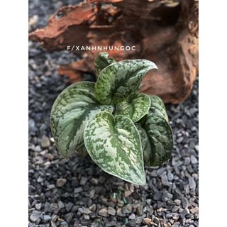Chậu trang trí Trầu Bà Lụa - Scindapsus Exotica - Trang trí ban công, decor nhà, bàn làm việc - |Vườn Như Ngọc|