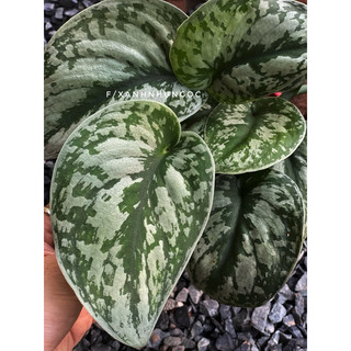 Chậu trang trí Trầu Bà Lụa - Scindapsus Exotica - Trang trí ban công, decor nhà, bàn làm việc - |Vườn Như Ngọc|