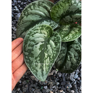 Chậu trang trí Trầu Bà Lụa - Scindapsus Exotica - Trang trí ban công, decor nhà, bàn làm việc - |Vườn Như Ngọc|