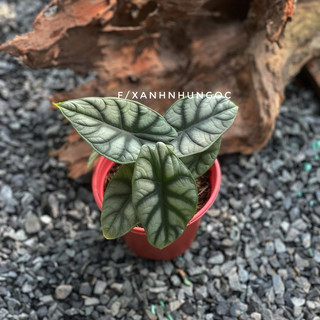 Chậu mềm Alocasia Silver Dragon - Trang trí, decor đẹp, đã thuần dưỡng - |Vườn Như Ngọc|