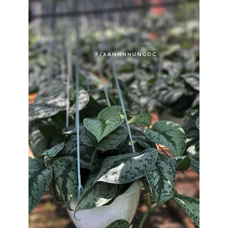 Chậu trang trí Trầu Bà Lụa - Scindapsus Exotica - Trang trí ban công, decor nhà, bàn làm việc - |Vườn Như Ngọc|