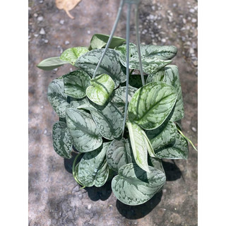 Chậu trang trí Trầu Bà Lụa - Scindapsus Exotica - Trang trí ban công, decor nhà, bàn làm việc - |Vườn Như Ngọc|