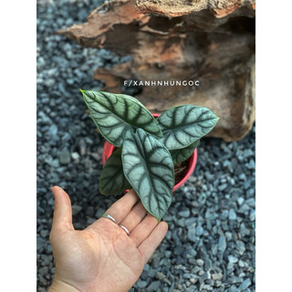 Chậu mềm Alocasia Silver Dragon - Trang trí, decor đẹp, đã thuần dưỡng - |Vườn Như Ngọc|