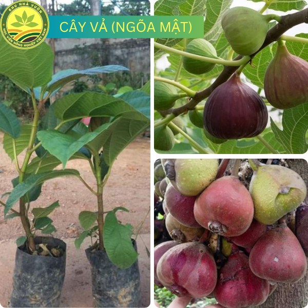 Cây Giống Vả Cây Ngõa Mật Cây Trong Bầu Ổn Định | Shopee Việt Nam