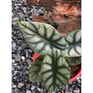 Chậu mềm Alocasia Silver Dragon - Trang trí, decor đẹp, đã thuần dưỡng - |Vườn Như Ngọc|
