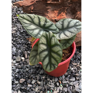 Chậu mềm Alocasia Silver Dragon - Trang trí, decor đẹp, đã thuần dưỡng - |Vườn Như Ngọc|