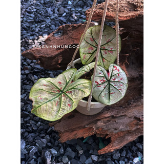 Chậu trang trí Caladium Strawberry - Môn dâu xinh xắn, decor đẹp, chịu được nắng ban công hướng tây - |Vườn Như Ngọc|
