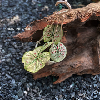 Chậu trang trí Caladium Strawberry - Môn dâu xinh xắn, decor đẹp, chịu được nắng ban công hướng tây - |Vườn Như Ngọc|