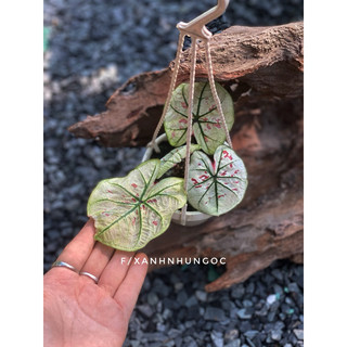 Chậu trang trí Caladium Strawberry - Môn dâu xinh xắn, decor đẹp, chịu được nắng ban công hướng tây - |Vườn Như Ngọc|