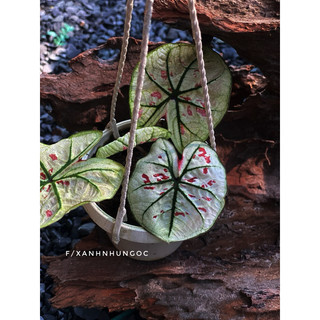 Chậu trang trí Caladium Strawberry - Môn dâu xinh xắn, decor đẹp, chịu được nắng ban công hướng tây - |Vườn Như Ngọc|