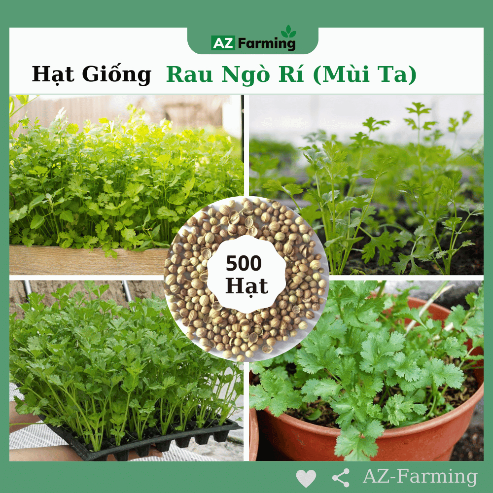 Hạt Giống Rau Ngò Rí (Rau Mùi Ta) - Gói 500 Hạt - AZ Farming | Shopee ...