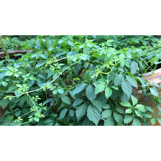 Giảo Cổ Lam Khô 1kg Nguyên Chất | Dược Liệu Khô Chọn Lọc | Thảo Dược Đạt Huyền