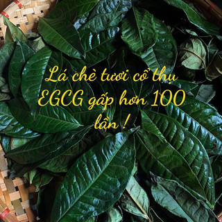 Lá chè xanh 300 năm tuổi 100g SuGi Tea