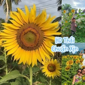 ⚡️ HẠT GIỐNG HOA HƯỚNG DƯƠNG THÁI F1 💥 Chất Lượng Cao
