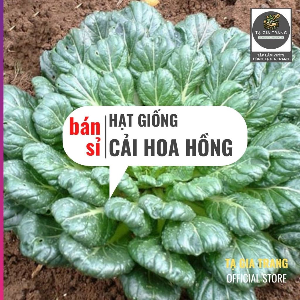 [Bán Sỉ] - Hạt Giống Rau Cải Hoa Hồng | Shopee Việt Nam