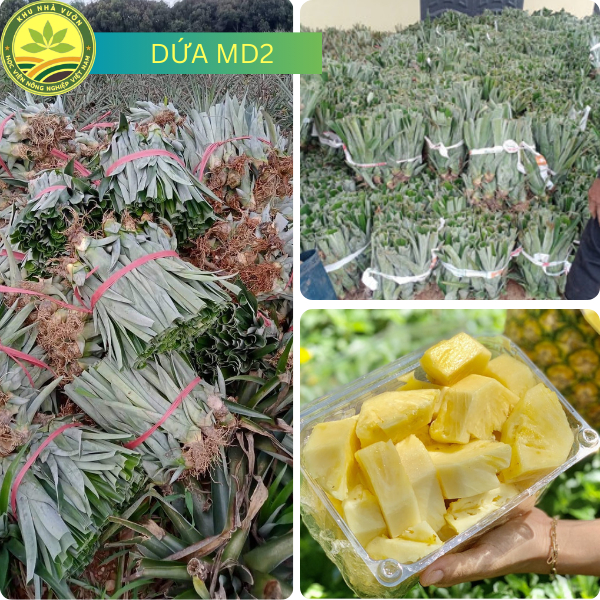 Cây Giống Dứa MD2 Dứa Mật Siêu Ngọt Ăn Không Rát Lưỡi Được Ưa Chuộng ...