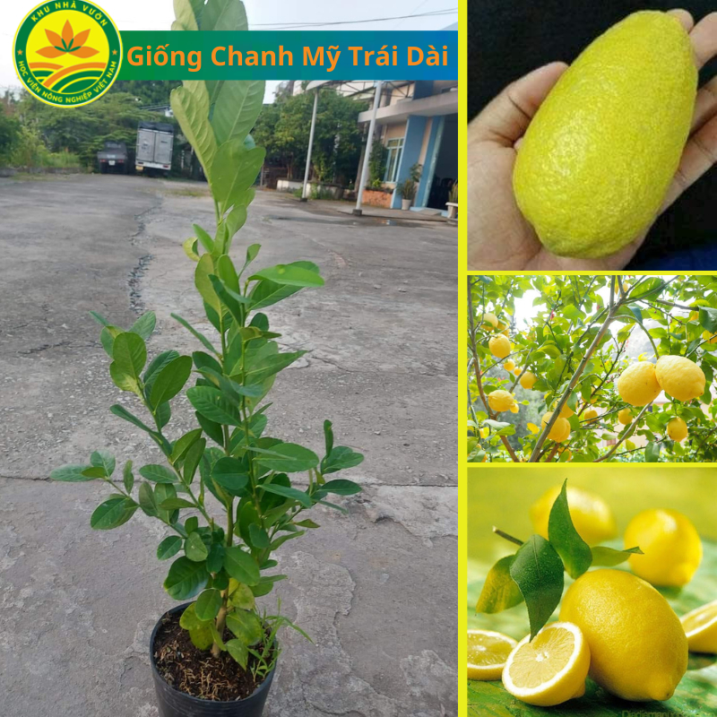Cây giống Chanh Vàng Mỹ trái dài, giống cây ăn quả mới độc lạ, cây cho ...