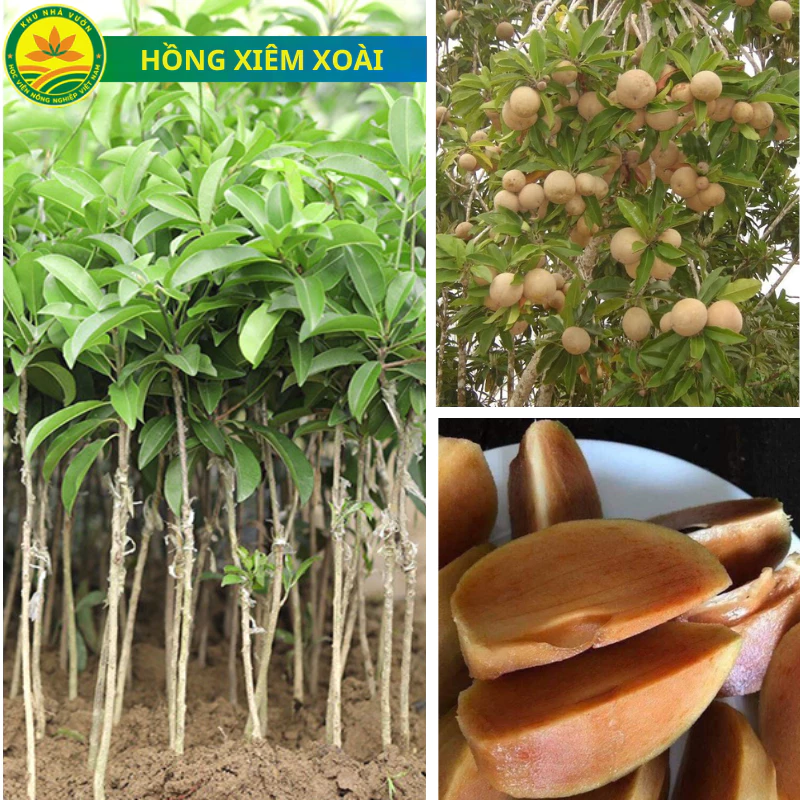 vn 11134207 7ras8 m29cfdw02q44b2