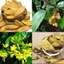 Hoàng đằng 1kg, hàng khô, thơm - Tiệm Lãn Ông