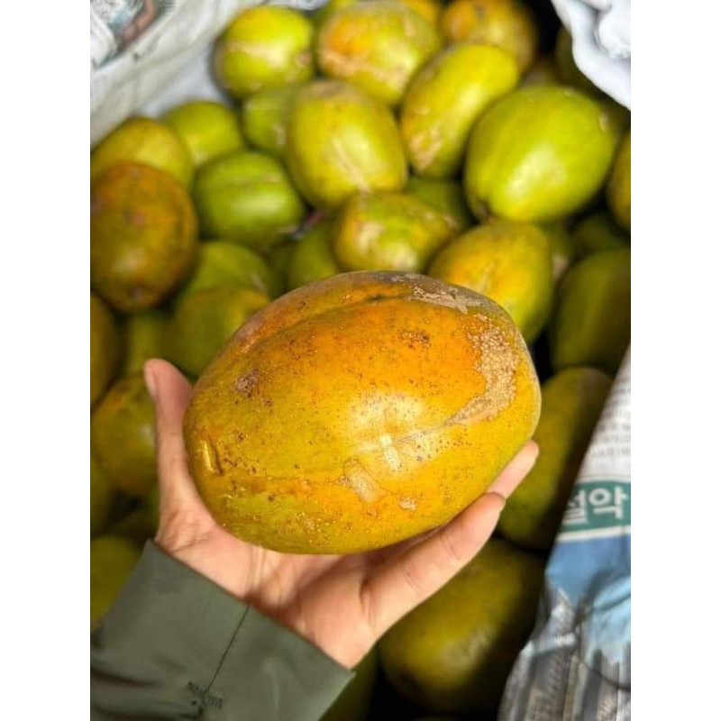 Cây giống cóc cầy ( siêu to ,siêu trái) | Shopee Việt Nam