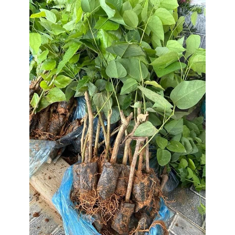 COMBO 10 CÂY GIỐNG RAU BÒ KHAI (nhiều rễ ổn định sống 100%) | Shopee ...