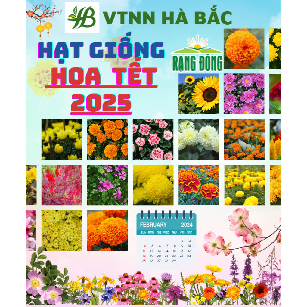 Hạt Giống Hoa Tết 2025 - Thời điểm gieo trồng hoa Tết 2025 trổ hoa đúng ngày, hoa nở to - Hạt Giống Hoa Rạng Đông
